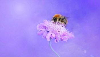 Honey bees are stinging insects that do not naturally bother people and their pets.