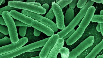 Rainy days lead to an increase in bacterial populations.