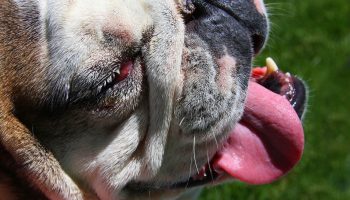 The English Bulldog has a lot of medical problems due to the type of skull structure they possess.