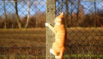 Protecting dogs using a safe fence is the smart way to save lives and liability claims.