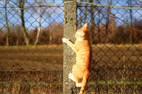 Protecting dogs using a safe fence is the smart way to save lives and liability claims.