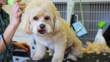 Pet grooming is an important procedure that keeps animals clean and smelling nice.