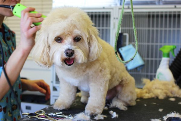 Pet grooming is an important procedure that keeps animals clean and smelling nice.