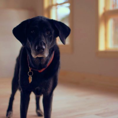 Take It Slow With Me Older dogs have to navigate life as they get older. Arthritis often makes getting around more difficult.