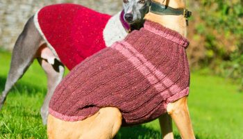 Older dogs have to navigate life as they get older. Arthritis often makes getting around more difficult.