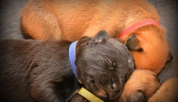 Pets sleep many hours during the day with the young and the old sleeping more than others.