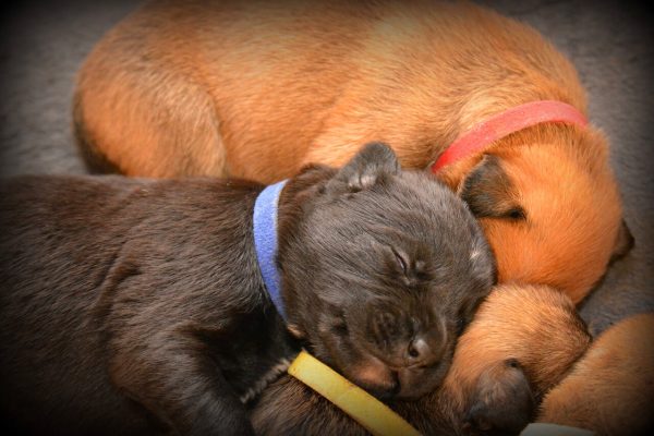 Pets sleep many hours during the day with the young and the old sleeping more than others.