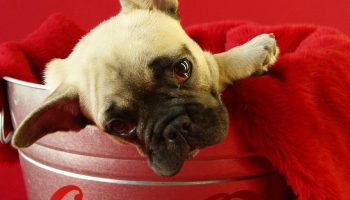 Pets sleep many hours during the day with the young and the old sleeping more than others.