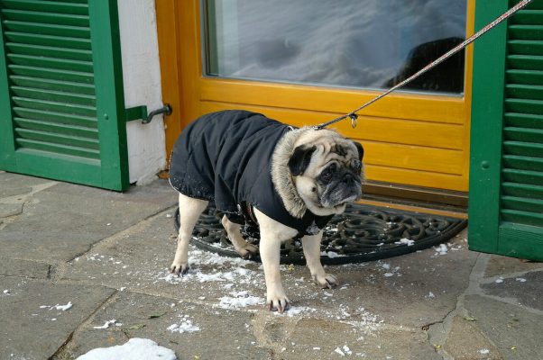 Keeping older pets more comfortable as they age is not too difficult if you follow common sense.
