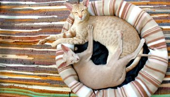 Keeping older pets more comfortable as they age is not too difficult if you follow common sense.