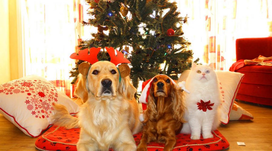 When pets rule Christmas anything can happen.