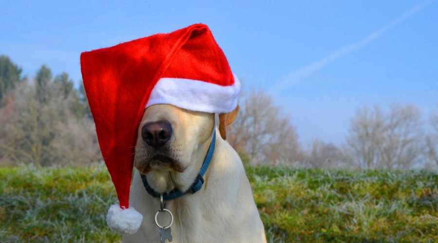 When pets rule Christmas anything can happen.