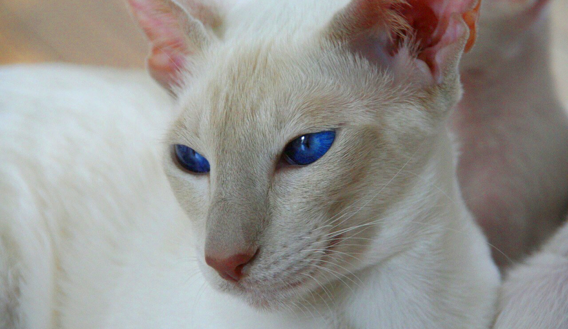 Breed Spotlight- The Blue Eyed Siamese Cat | PetVetOasis